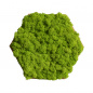 Preview: 10er Moos-, Kork- & Pflanzen-Hexagon Set